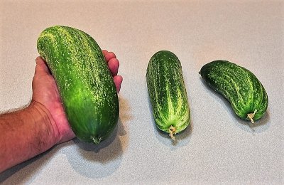 Cucumbers1.jpg