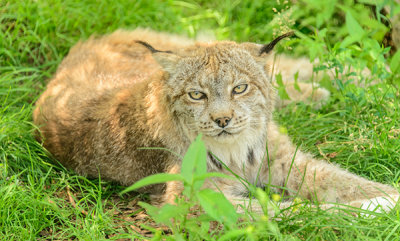 Canadian-Lynx.jpg