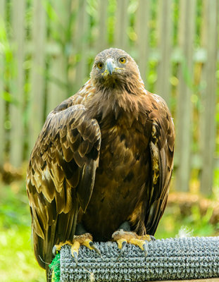 Golden-Eagle.jpg