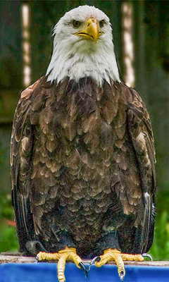 Bald-Eagle.jpg