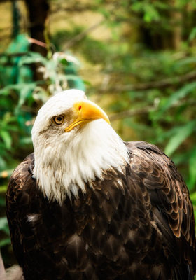 Bald Eagle