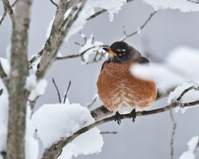 snow_pictures