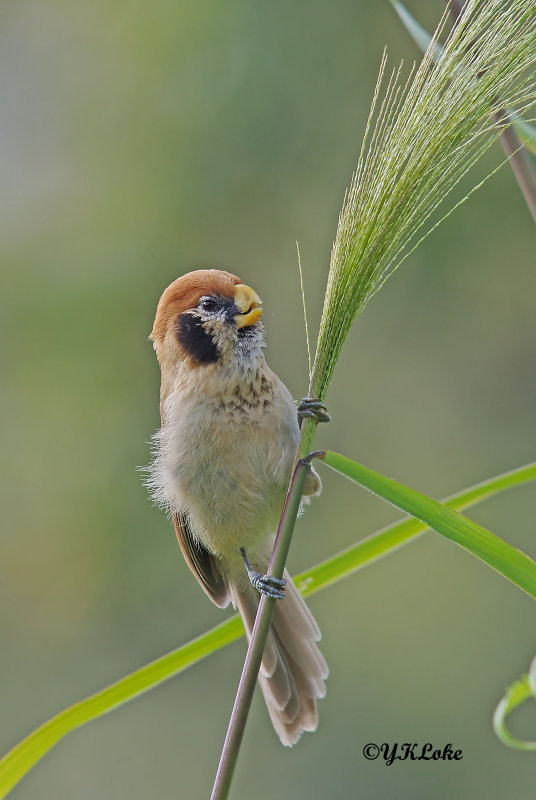 Spot-breasted Parrotbill