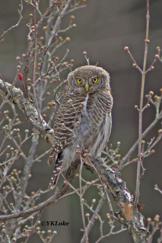 Asian Barred Owlet