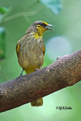 Stripe-throated Bulbul