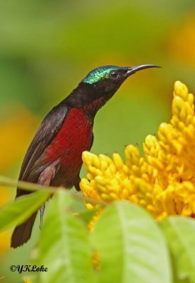 Purple-throated Sunbird