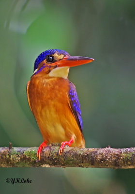 Blue-eared Kingfisher (Female)