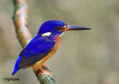 Blue-eared Kingfisher (Male)