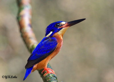 Blue-eared Kingfisher (male)