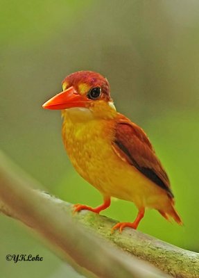 Rufous-backed Kingfisher