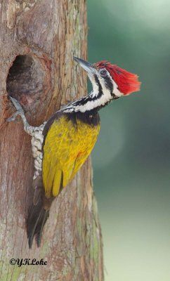 Common Flameback Woodpecker (Male)