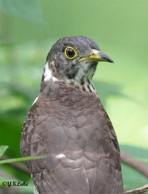 Malatsian Hawk Cuckoo