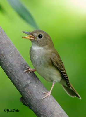 Brown Chested Jungle Flycatcher 