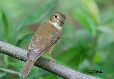 Brown chested Jungle Flycatcher
