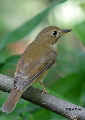 Browm Chested Jungle Flycatcher