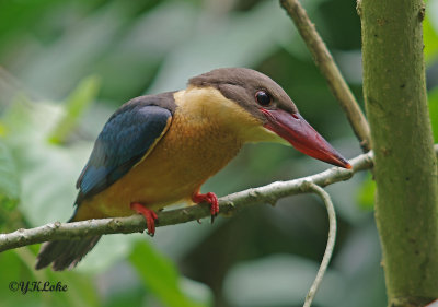 Storbilled Kingfisher