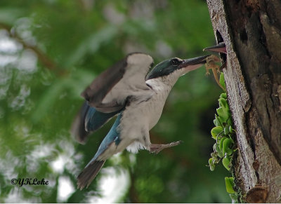 Collared Kingfisher