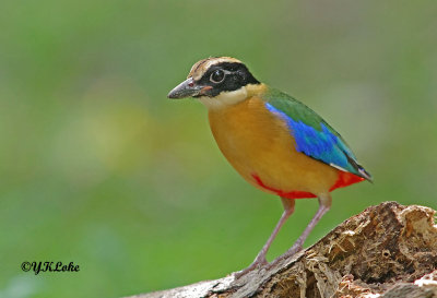 Blue-winged Pitta