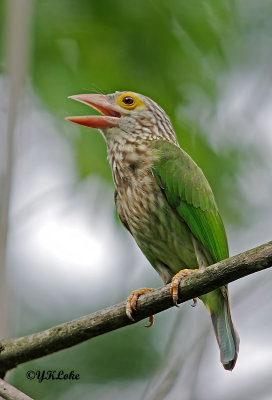 Linearted barbet