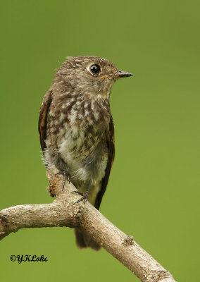 Dark-sided Flycatcher