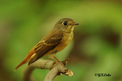 Ferruginous Flycatcher