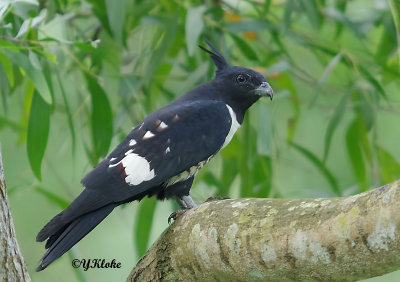 Black Baza