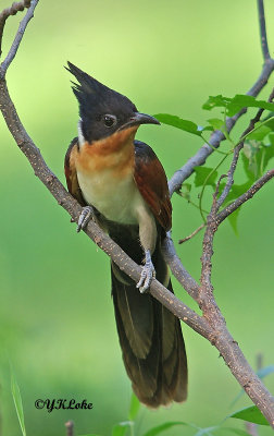 Chestnut-winged Cuckoo