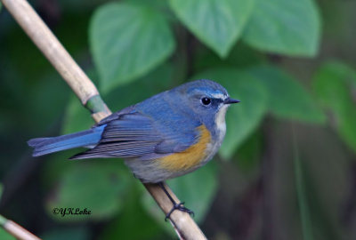 Red Flanked Bluetail (male / Female)