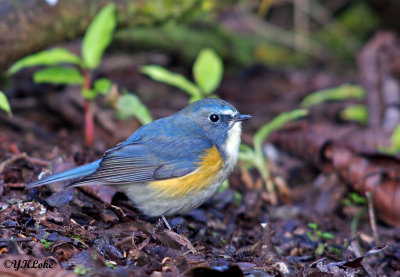 Red Flanked Bluetail (male)