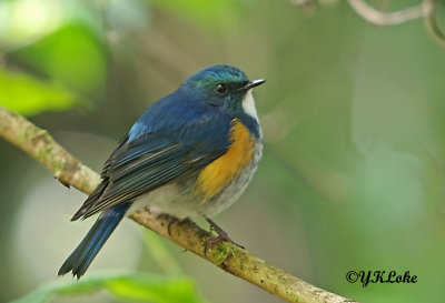 Red Flanked Bluetail (male) 