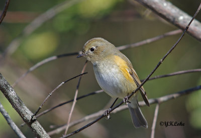 Red Flanked Bluetail (Female) 