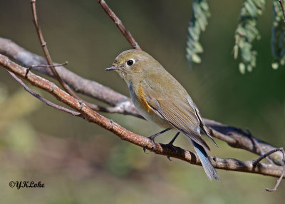 Red Flanked Bluetail (Female)
