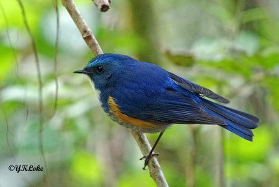 Himalayan Bluetail (Male)