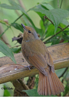 Large Nilttava (Male/Female)