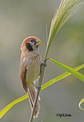 Spot-breasted Parrotbill