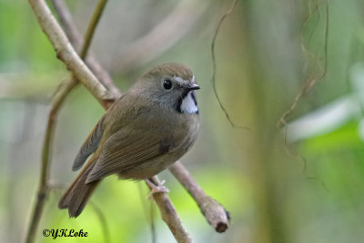 White - gorgetted Flycatcher (Male/Female)