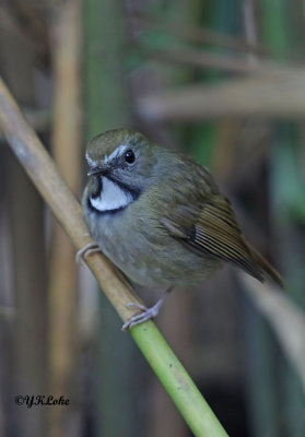 White-gorgetted Flycatcher (Male)