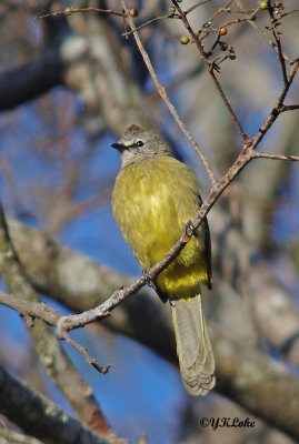 Flavescent Bulbul