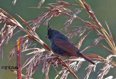 Crested Bunting