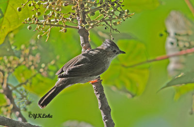 Striated Yuhina