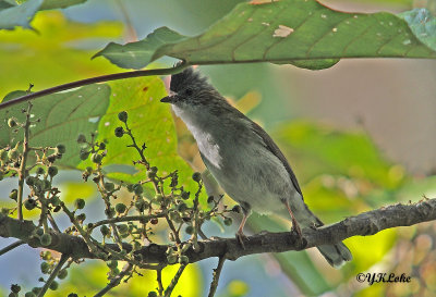 Striated Yuhina