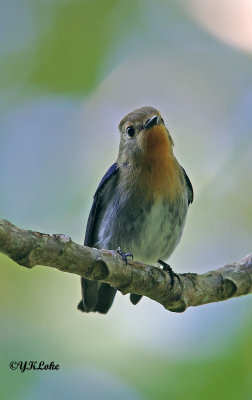 Sapphine Flycatcher (Male)
