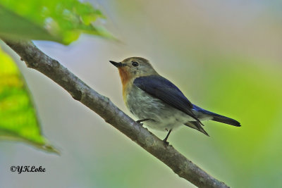 Sapphine Flycatcher (Male)