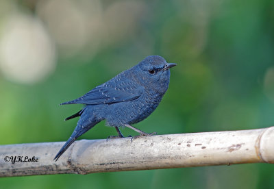 Blue Rock Thrush (Male)