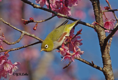 Chestnut-flanked White-eye