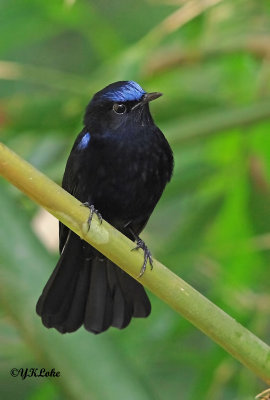 White-tailed Robin (male)