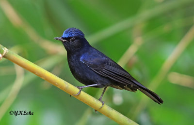 White-tailed Robin (male)