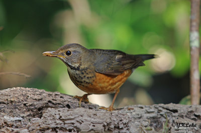 Black-Breasted Thrush (Female)
