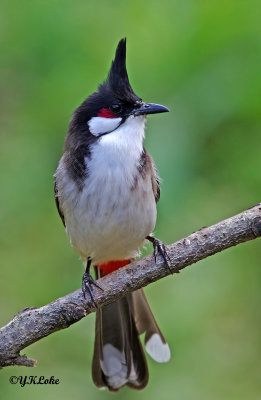 Red-whiskered Bulbul