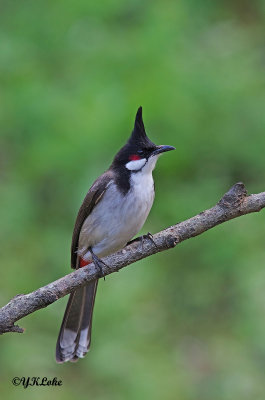 Red-whiskered Bulbul